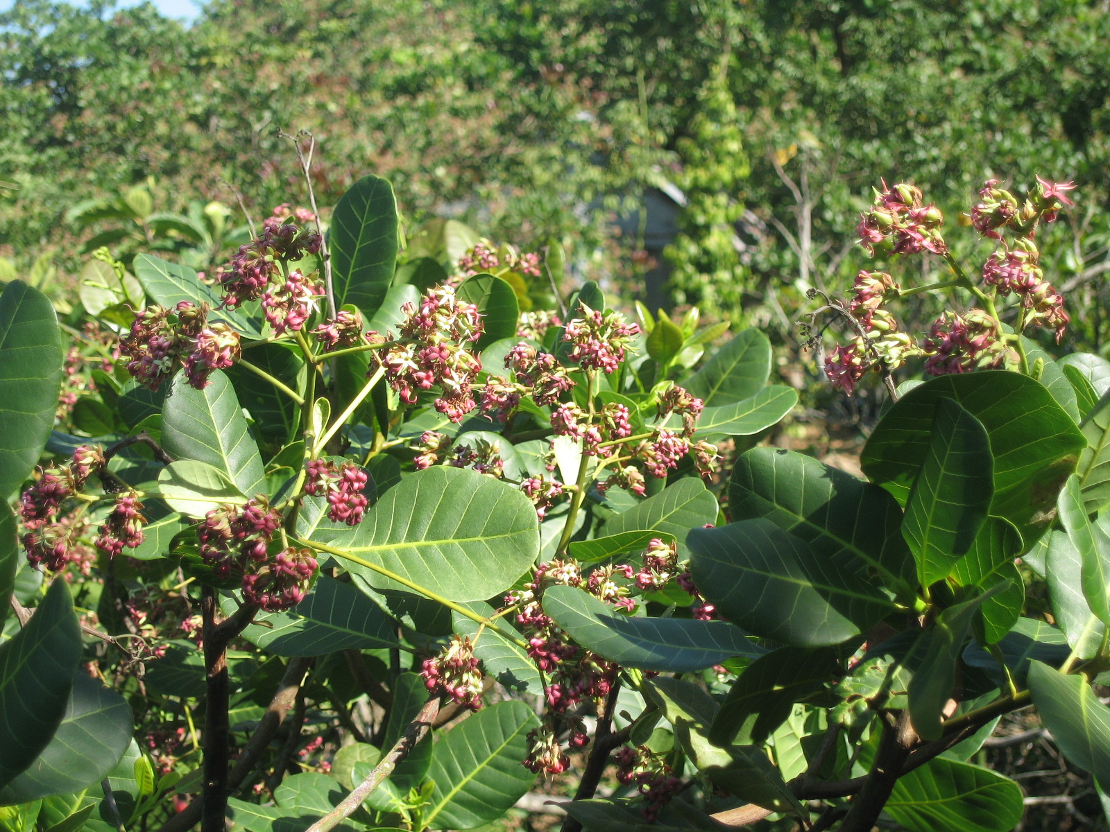 BÌNH PHƯỚC – THE CASHEW CAPITAL OF VIETNAM
