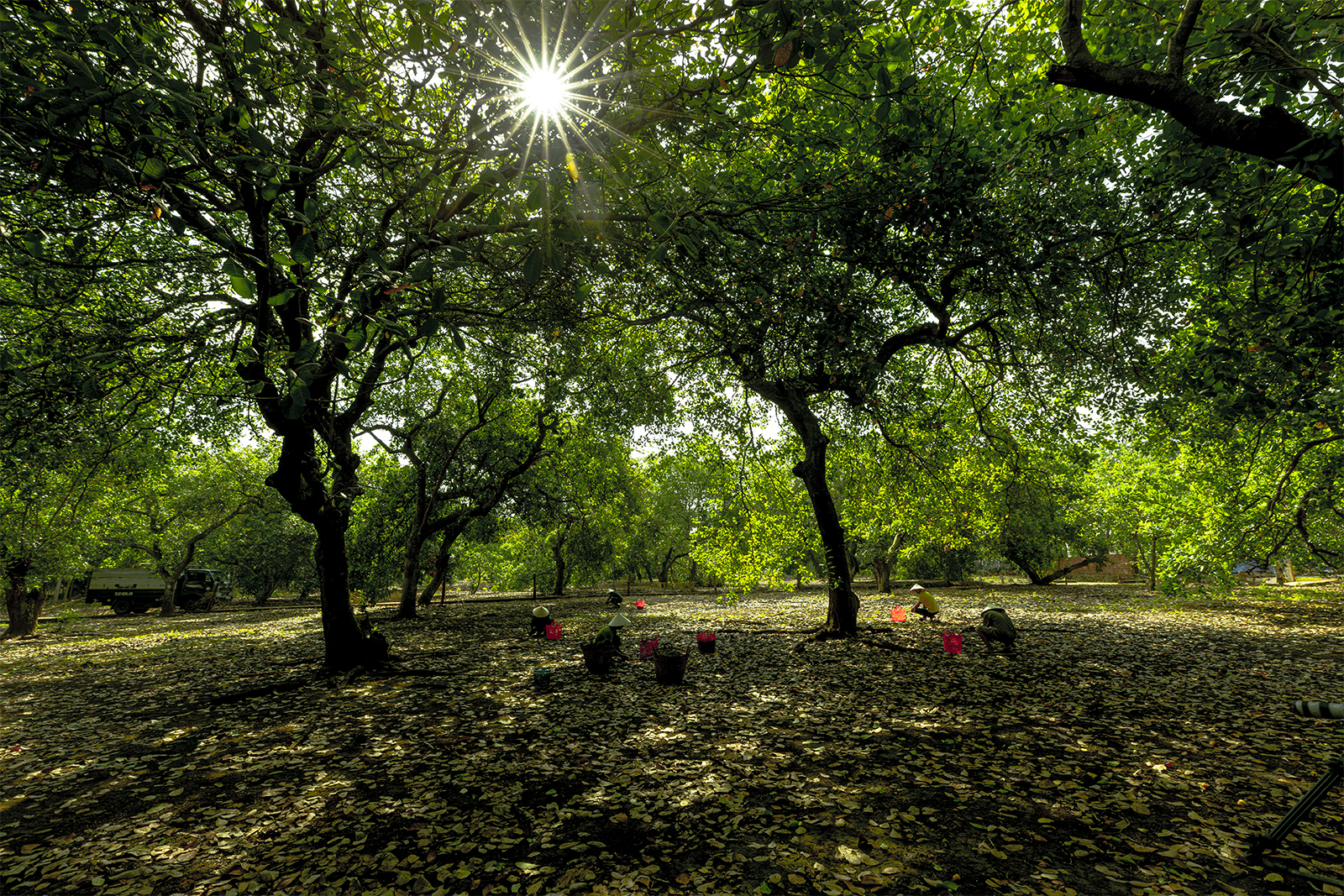 Binh Phuoc Cashew Farmers – Balancing Farmer Welfare and Community Responsibility