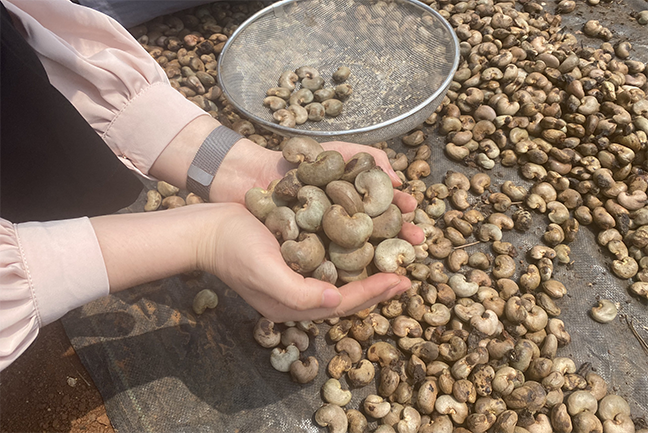 select cashew nut